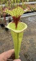 AB28 H112 Sarracenia 'Leah Wilkerson'