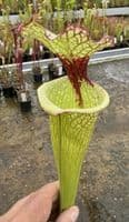 AB28 H112 Sarracenia 'Leah Wilkerson'