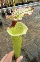 AB28 H112 Sarracenia 'Leah Wilkerson'