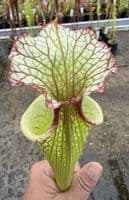 AB28 H112 Sarracenia 'Leah Wilkerson'
