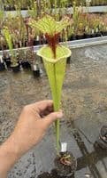 AB28 H112 Sarracenia 'Leah Wilkerson'