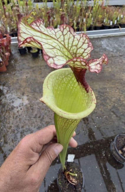 AB28 H112 Sarracenia 'Leah Wilkerson'