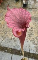 AB30 Sarracenia x moorei