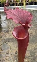AB30 Sarracenia x moorei