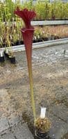AB30 Sarracenia x moorei