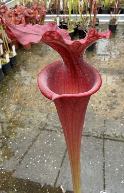 AB30 Sarracenia x moorei