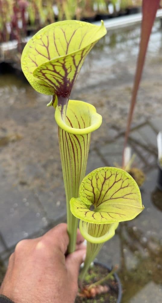 AB32 F433 S.flava var ornata