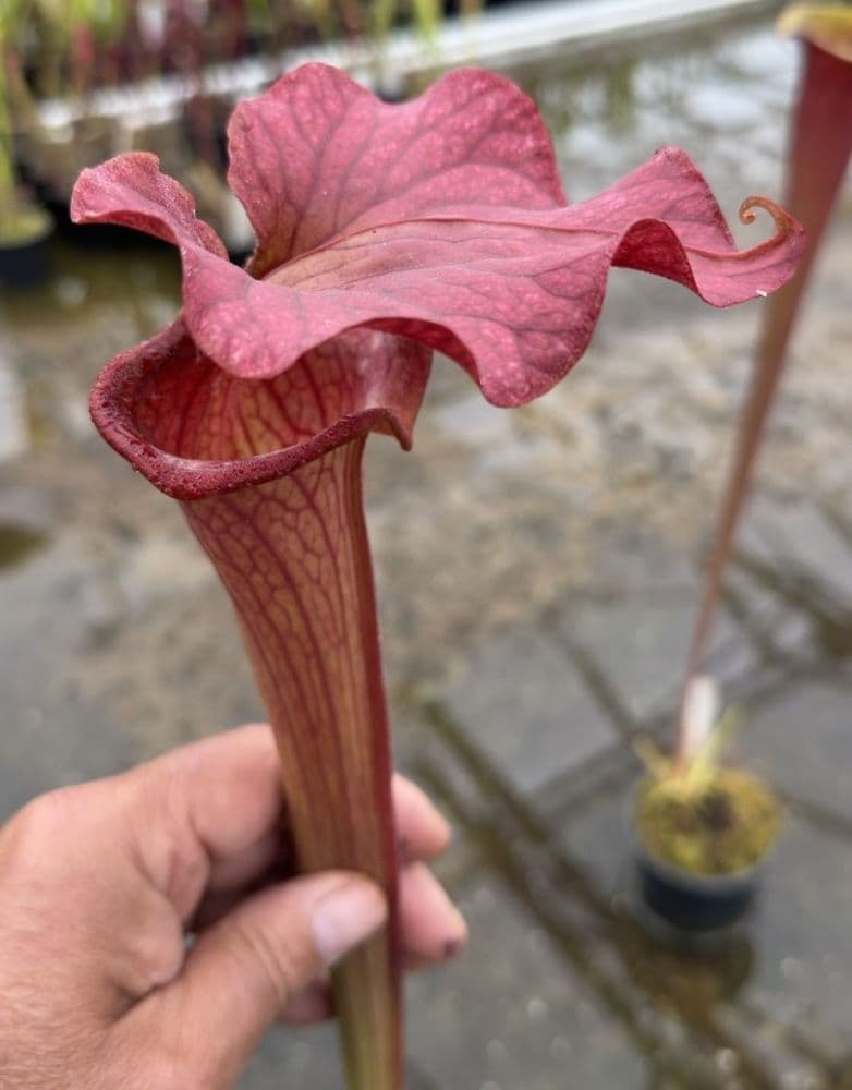 AB33 H519 Sarracenia Reptilion Rose