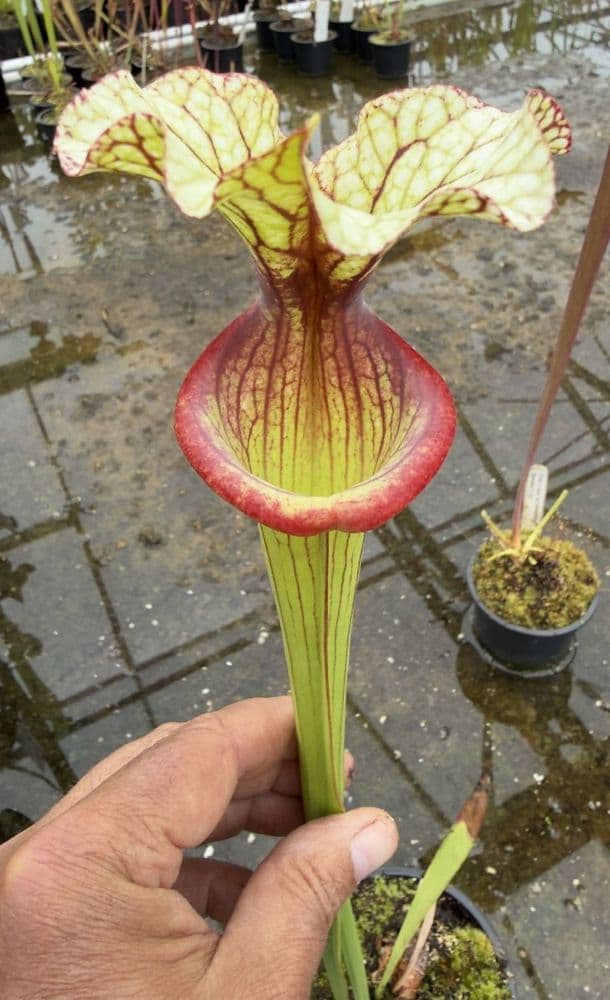 AB35 H19A Sarracenia cv Inspiration