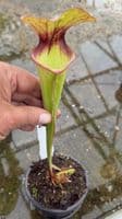 AB36 DISP7 Sarracenia hybrid