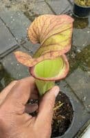 AB36 DISP7 Sarracenia hybrid