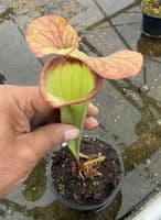 AB36 DISP7 Sarracenia hybrid