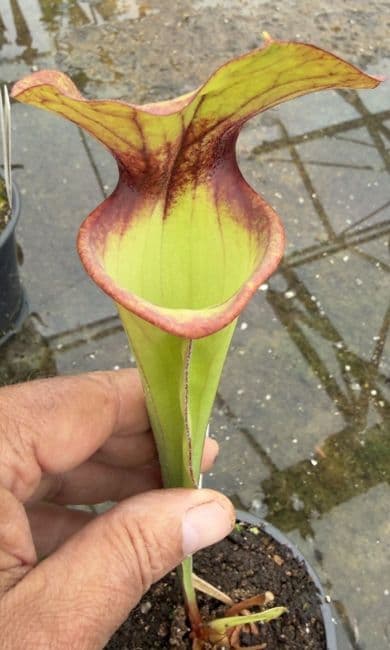 AB36 DISP7 Sarracenia hybrid