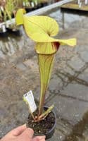 AB38 SH902 Sarracenia cv Matt Johnson