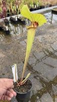 AB38 SH902 Sarracenia cv Matt Johnson