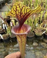 AB39 F88 S.flava var ornata