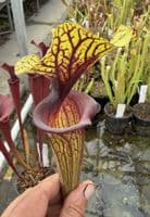 AB39 F88 S.flava var ornata