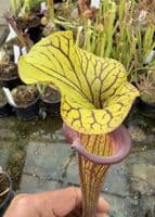 AB39 F88 S.flava var ornata