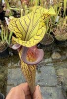 AB39 F88 S.flava var ornata
