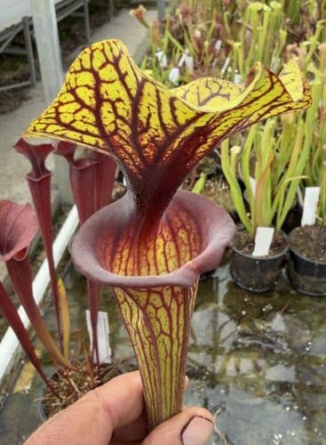 AB39 F88 S.flava var ornata
