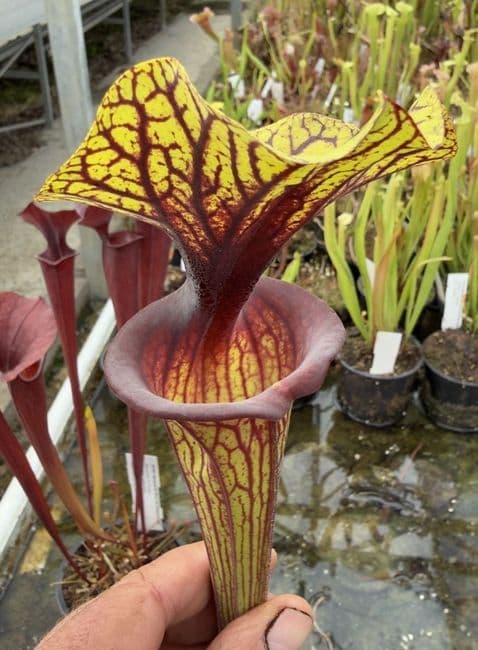 AB39 F88 S.flava var ornata