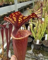 AB40 SH77 Sarracenia x Moorei clone 2