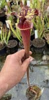 AB40 SH77 Sarracenia x Moorei clone 2