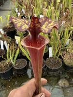 AB40 SH77 Sarracenia x Moorei clone 2