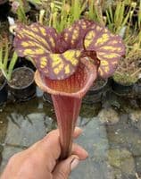 AB40 SH77 Sarracenia x Moorei clone 2