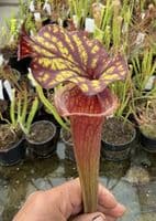 AB40 SH77 Sarracenia x Moorei clone 2