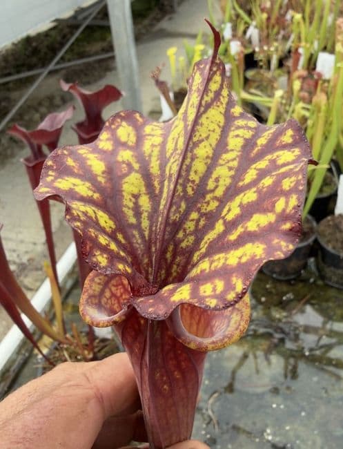AB40 SH77 Sarracenia x Moorei clone 2