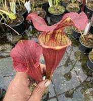 AB41 Sarracenia H403 x S.flava rugelii 17
