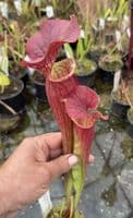 AB41 Sarracenia H403 x S.flava rugelii 17