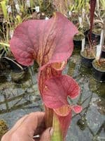 AB41 Sarracenia H403 x S.flava rugelii 17