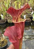 AB41 Sarracenia H403 x S.flava rugelii 17