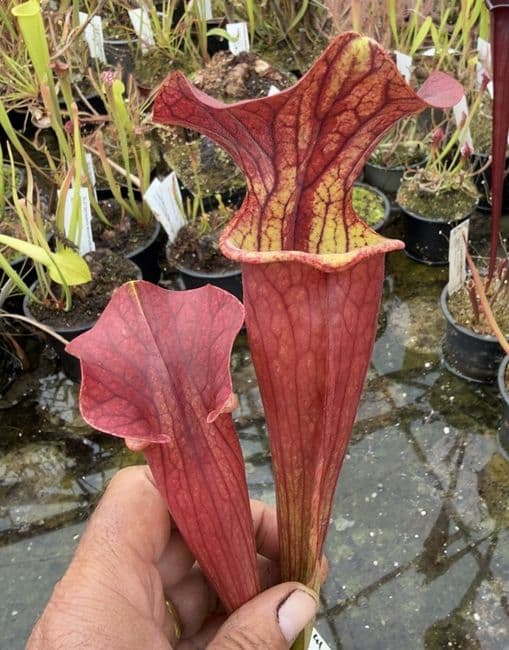 AB41 Sarracenia H403 x S.flava rugelii 17