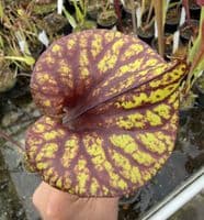 AB42 F42 Sarracenia flava var rubriçorpra