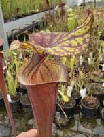 AB42 F42 Sarracenia flava var rubriçorpra
