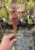 AB42 F42 Sarracenia flava var rubriçorpra