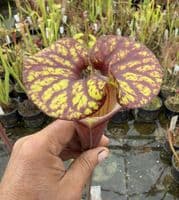 AB42 F42 Sarracenia flava var rubriçorpra