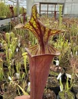AB42 F42 Sarracenia flava var rubriçorpra