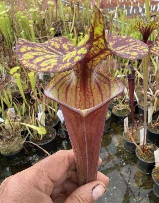AB42 F42 Sarracenia flava var rubriçorpra