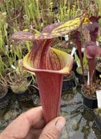 AB46 F240 S.flava var. rubricorpora