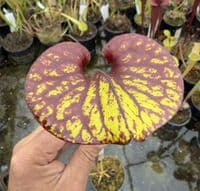AB46 F240 S.flava var. rubricorpora