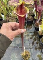 AB46 F240 S.flava var. rubricorpora