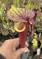 AB46 F240 S.flava var. rubricorpora