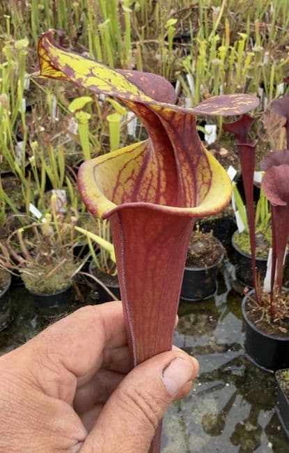 AB46 F240 S.flava var. rubricorpora
