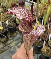 AB49 SH1026 Sarracenia cv Crimson Queen