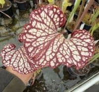 AB49 SH1026 Sarracenia cv Crimson Queen