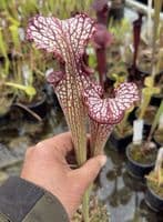 AB49 SH1026 Sarracenia cv Crimson Queen